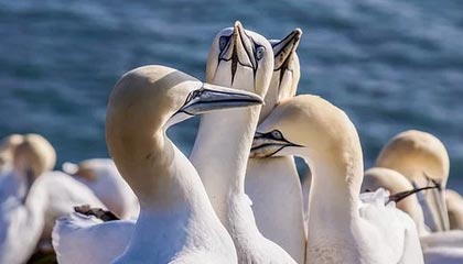 随机赛事转播技术升级，虚拟现实带来沉浸式体验，转播赛事可以收费吗