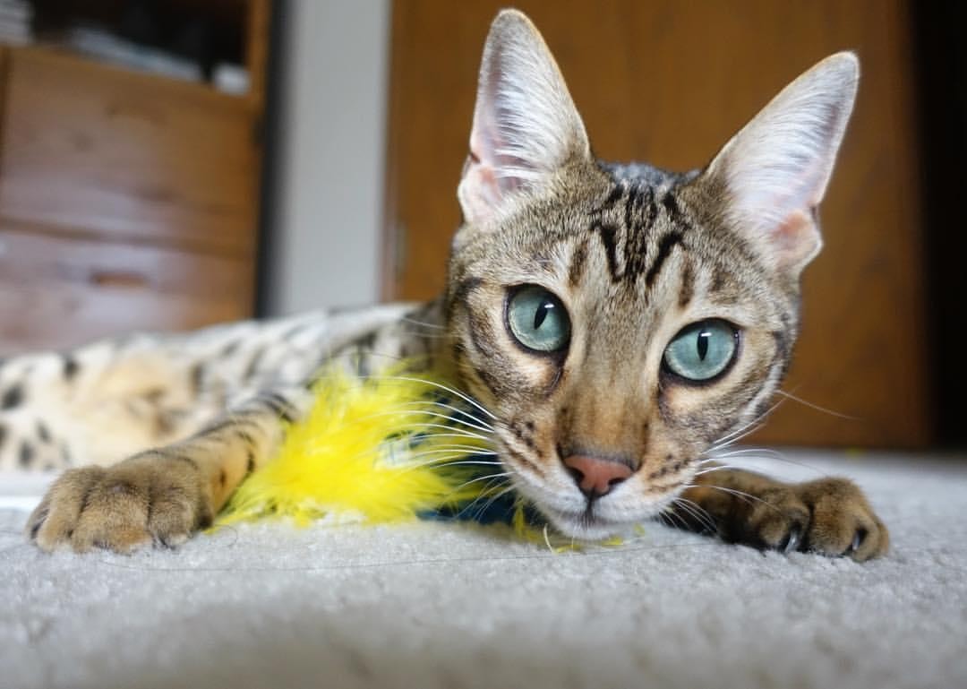 欧洲篮球传奇名宿荣誉赛华丽举行，球迷瞩目，欧洲篮球联赛十大球星