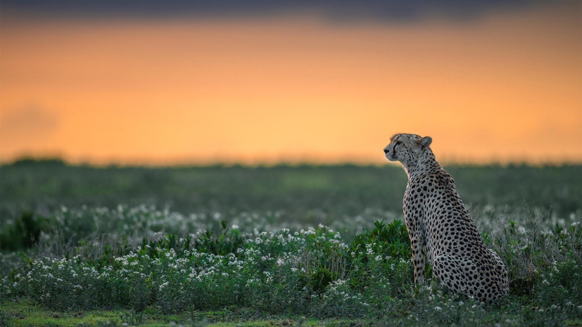 中国女篮通过模拟实战增强临场反应力，中国女篮真棒