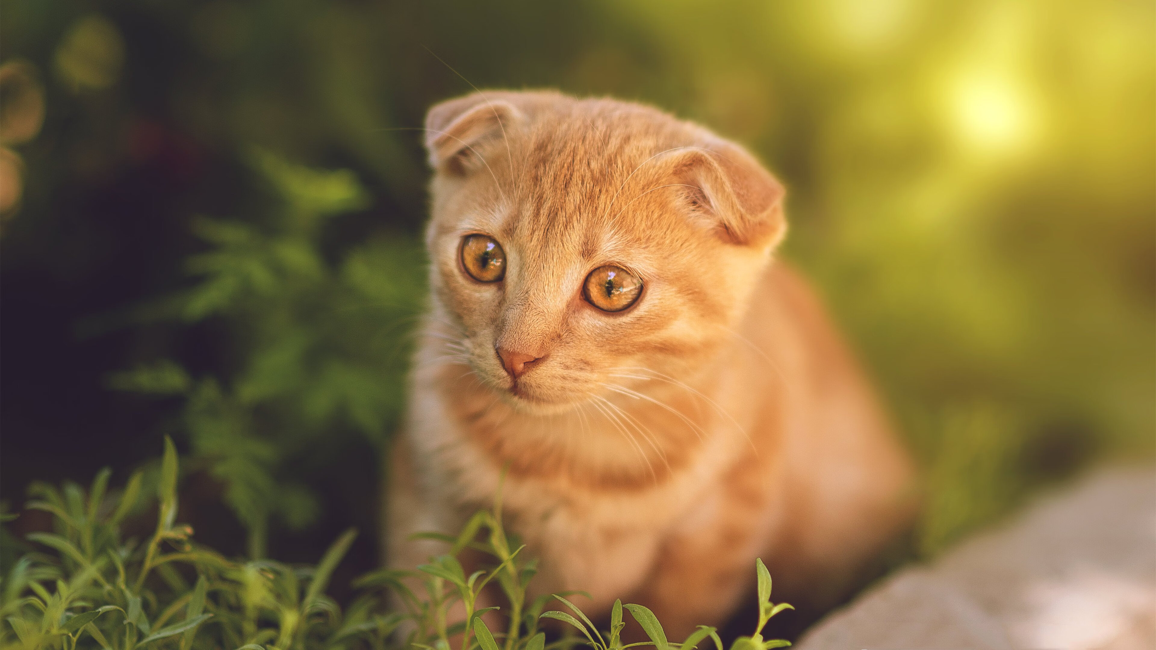 体育新闻中心上线体育内容个性化推荐算法，体育类新闻20条