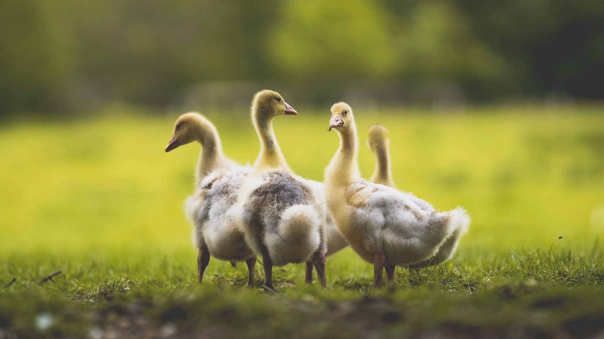 AYX官网-博塔弗戈长传渗透受阻，效果欠佳，博塔弗戈vs累体育