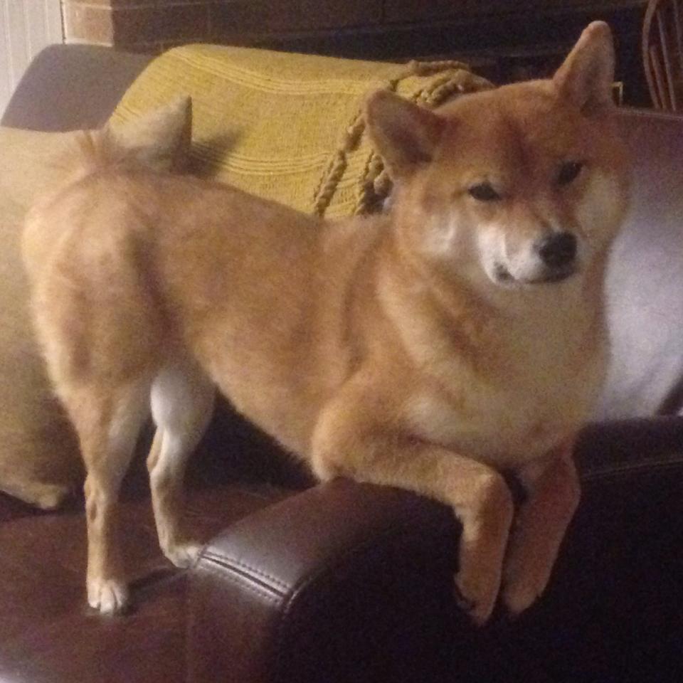 基层足球普及力度不足，足球普及率不高的原因