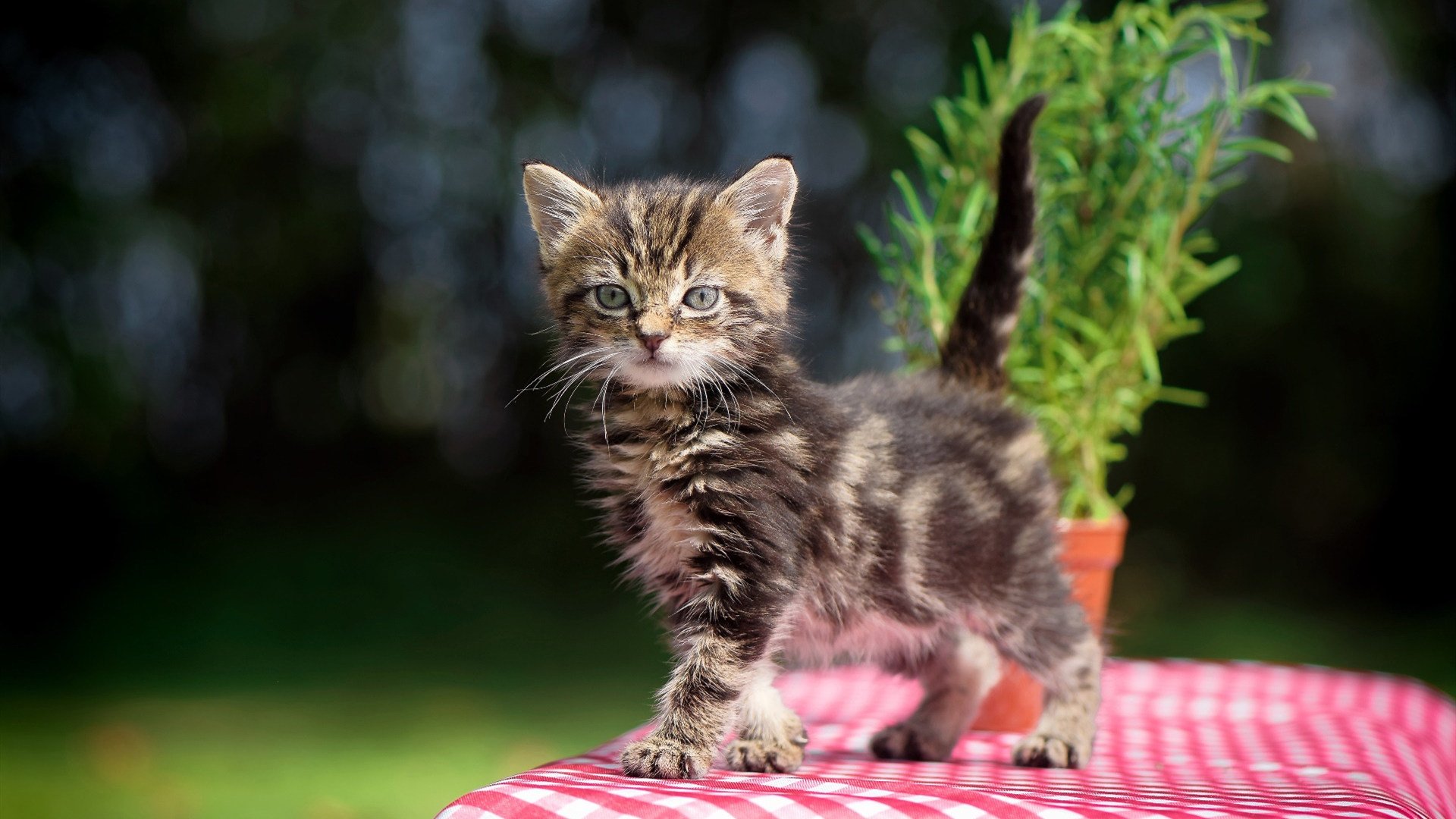 AYX官网-未来之路：中国香港队如何通过精准战术提升世界大赛成绩，香港队获得冠军