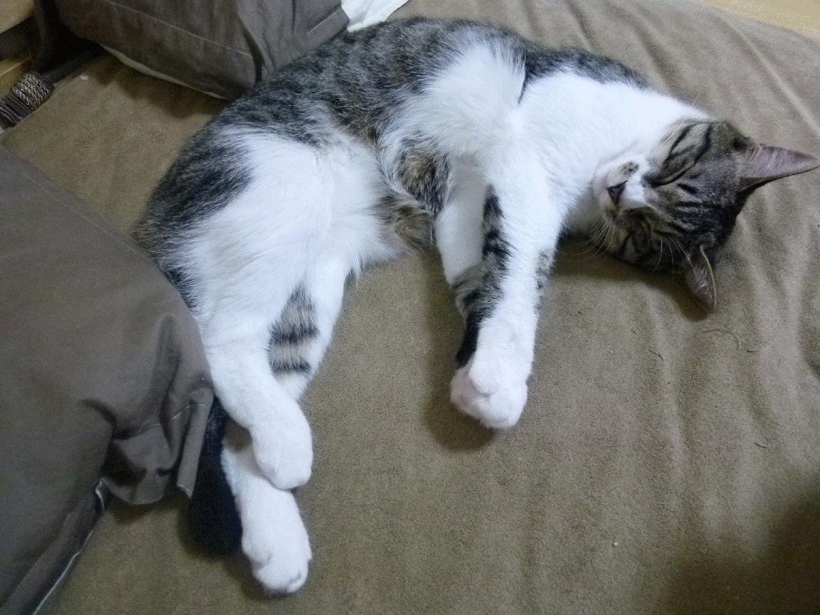 德甲节奏飞快:攻防瞬间桌面精彩!,德甲强度