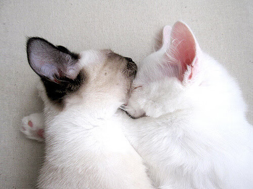 爱游戏体育（AYX）官方APP下载-羽毛球混双组合训练计划公布，羽毛球混双视频教学