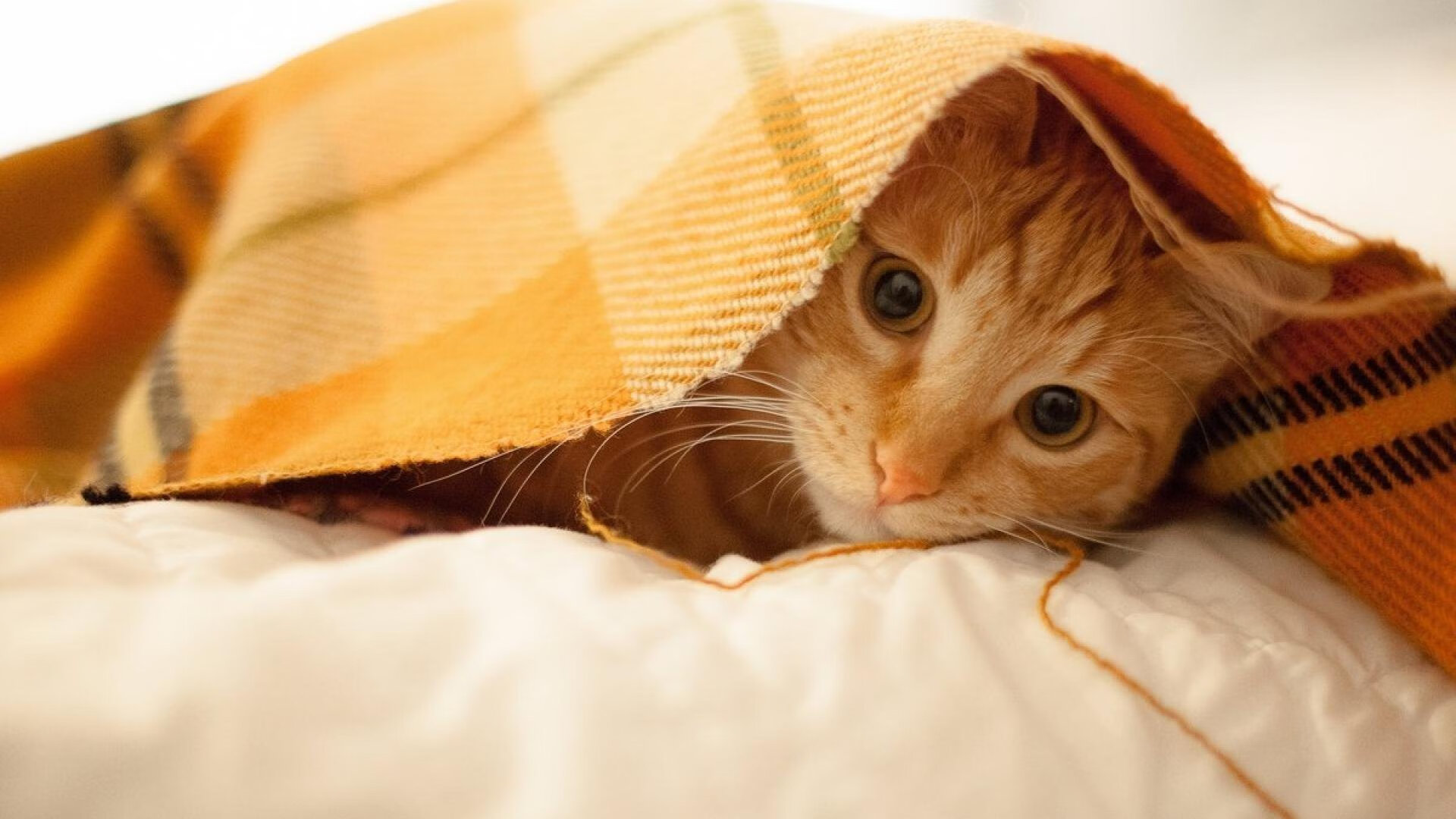 职业联赛设立家庭关怀机制加强球员生活支持