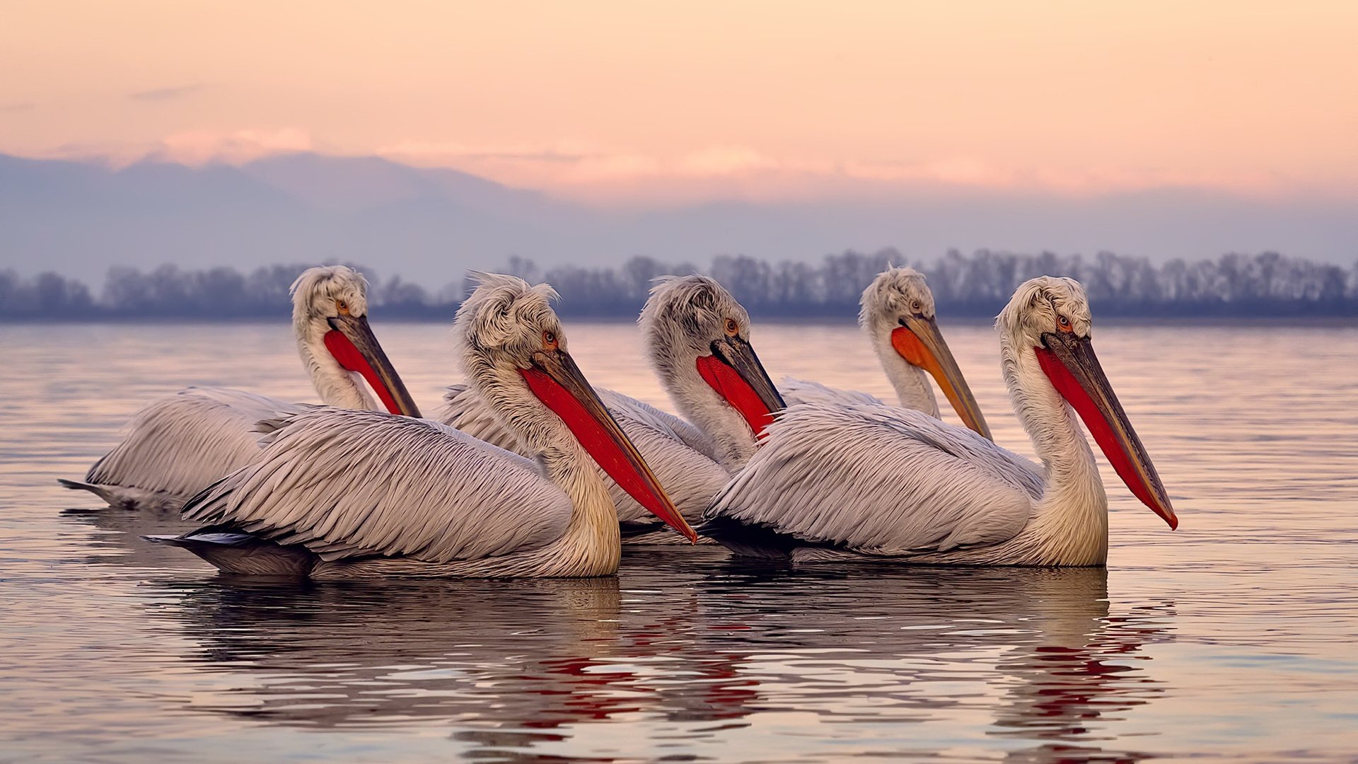 AYX GAMING-自由泳中距离中立代表队A发挥出色，中长距离自由泳关键技术